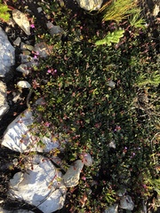 Indigofera mundiana