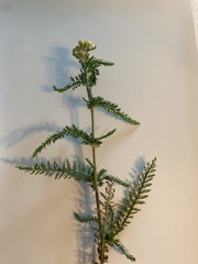 Achillea millefolium