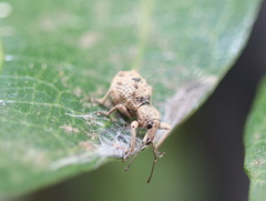 Leptopius tetraphysodes