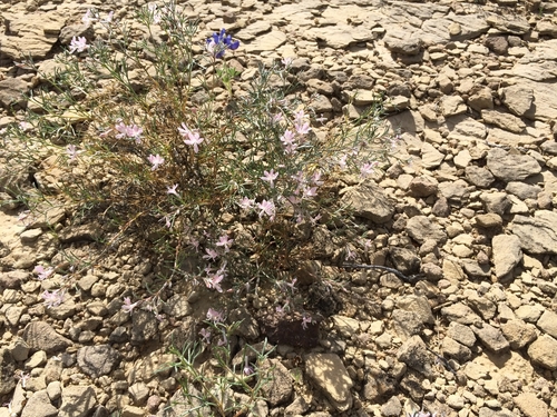 Havard's Ipomopsis (Dayia havardii)