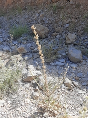 Verbascum damascenum