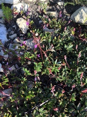 Indigofera mundiana