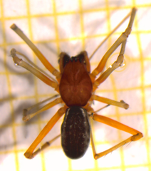 Frontinellina frutetorum