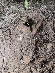 Nannospalax leucodon