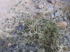 Eryngium billardieri