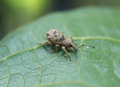 Leptopius tetraphysodes