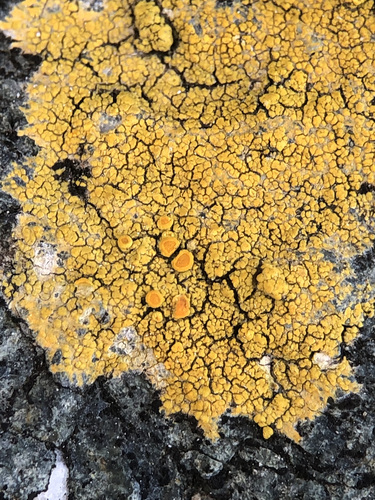 Representative image of Flavoplaca