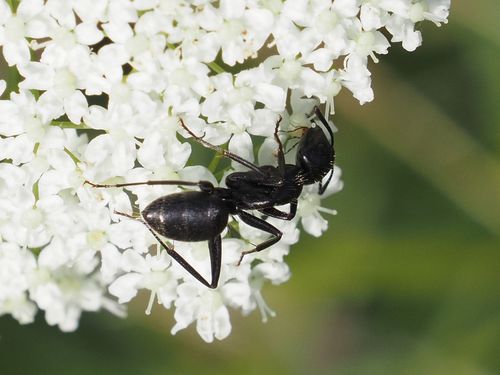 Hairy Carpenter Ant