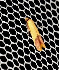 Tachystola stenoptera