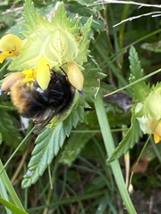 Bombus wurflenii