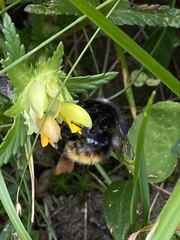 Bombus wurflenii