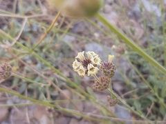 Sideritis libanotica