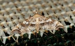 Palaeodes samealis