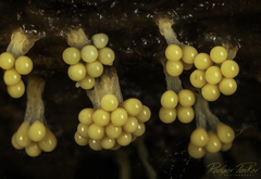 Oligonema verrucosum