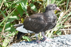 Columba livia domestica
