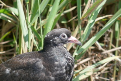 Columba livia domestica