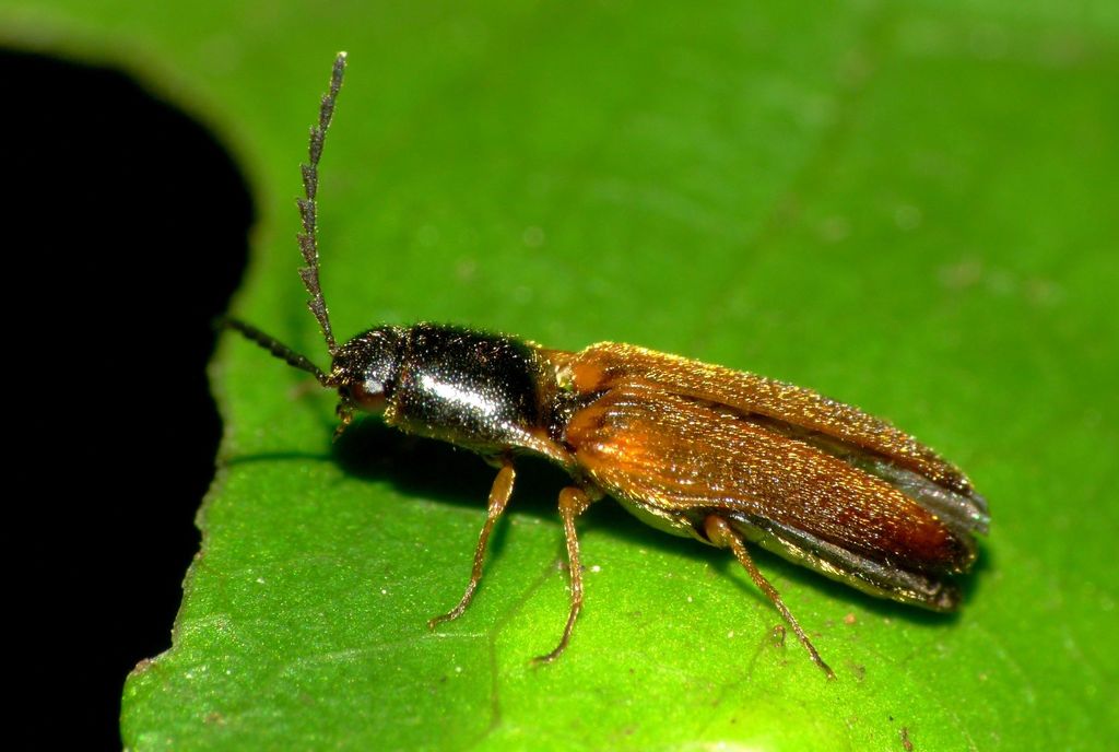 Lomemus