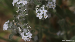 Cryptantha barbigera