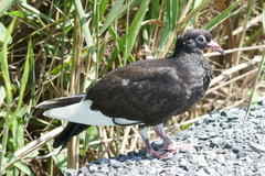 Columba livia domestica