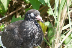 Columba livia domestica