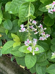 Pseuderanthemum maculatum