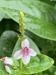 Pseuderanthemum maculatum