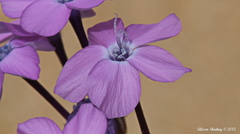 Gilia cana speciosa
