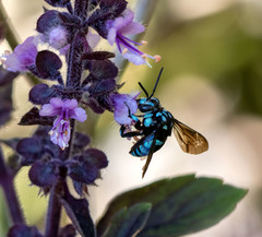 Thyreus nitidulus nitidulus