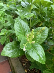 Pseuderanthemum maculatum