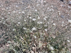 Cephalaria stellipilis