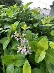 Pseuderanthemum maculatum