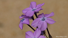 Gilia cana speciosa