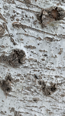Camponotus vagus