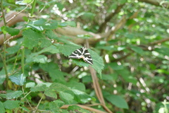 Euplagia quadripunctaria