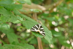 Euplagia quadripunctaria