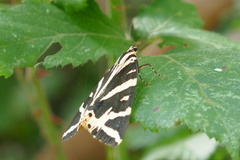 Euplagia quadripunctaria