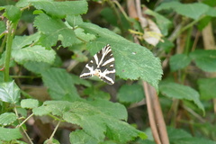 Euplagia quadripunctaria