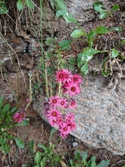 Sempervivum arachnoideum