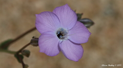 Gilia cana speciosa