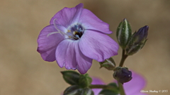 Gilia cana speciosa