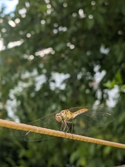 Sympetrum meridionale