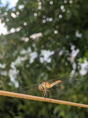 Sympetrum meridionale