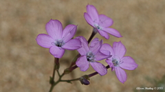 Gilia cana speciosa