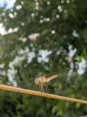 Sympetrum meridionale