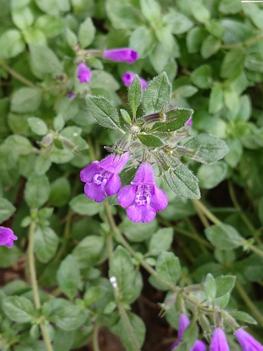 Clinopodium alpinum (Clinopodium alpinum)