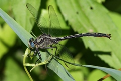 Arigomphus cornutus