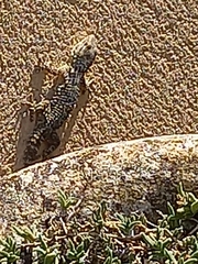 Tarentola mauritanica