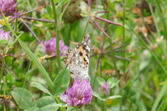Vanessa cardui