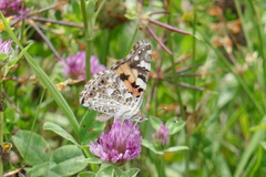 Vanessa cardui
