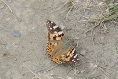 Vanessa cardui